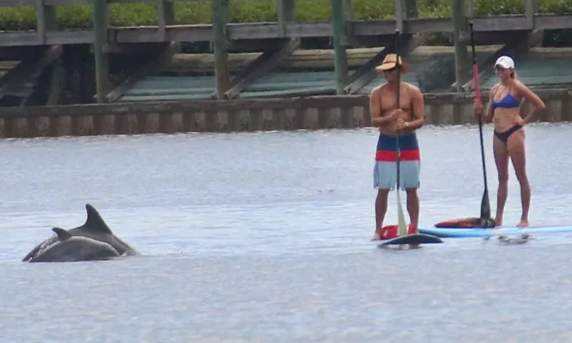 Daytona Beach Kayak Dolphin Watching