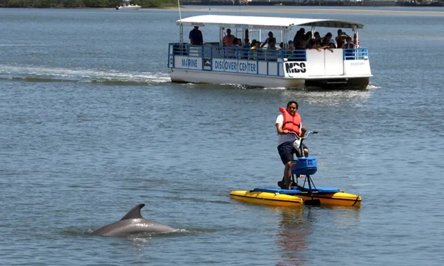 Daytona Beach Kayak Rental Dolphins