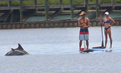 Paddle Boarding With Dolphins