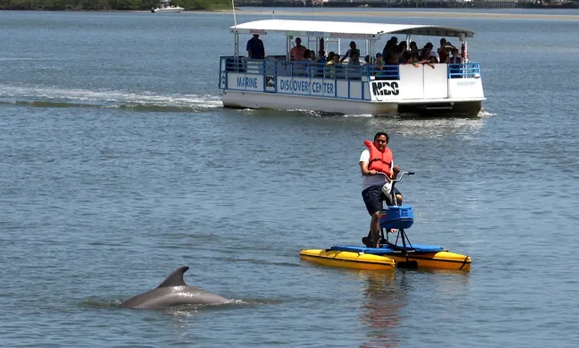 Kayaking With Dolphins